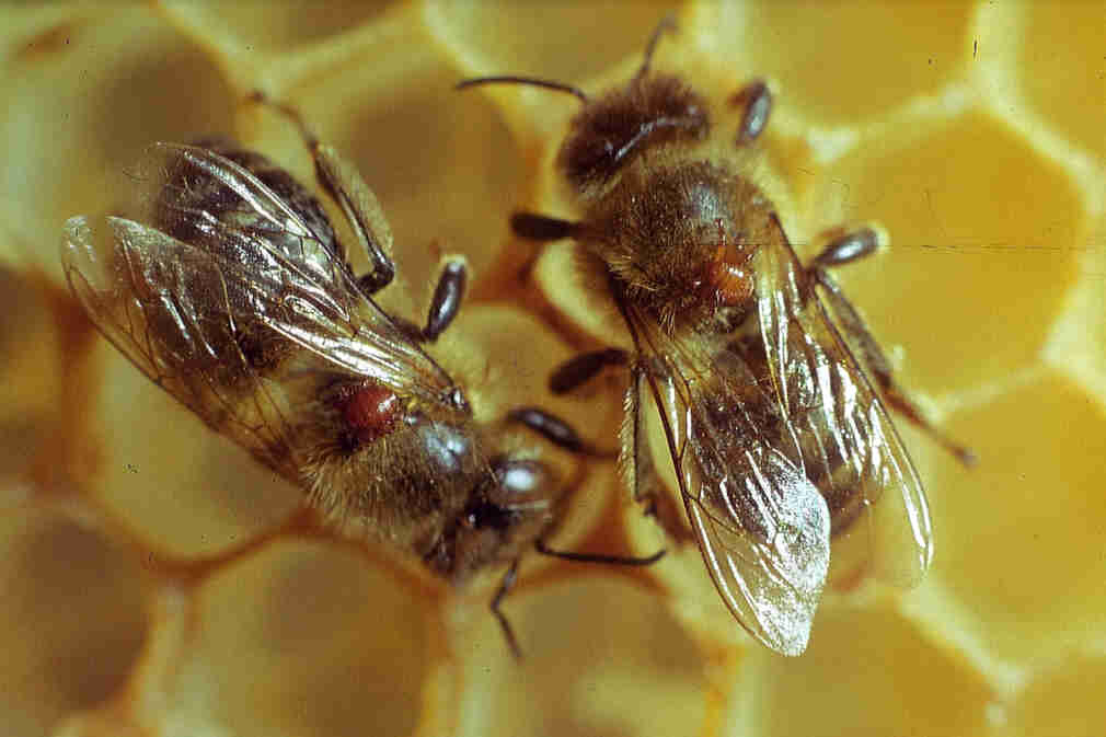 Тропилелапсоз пчел. Болезнӣ клеш вароа пчёлы. Варроатоз браулез акарапидоз. Клещ варао и акарабидоз.